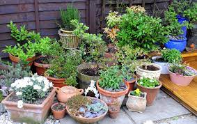 Container Gardening: Growing Plants in Small Spaces